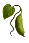 Griffonia simplicifolia