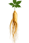 Ginseng orgánico