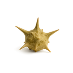 Tribulus terrestris
