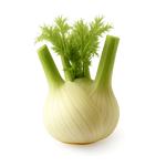Fenouil