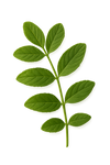 Desmodium adscendens