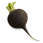 Rábano negro