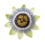Passiflore