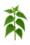 Hoja de ortiga