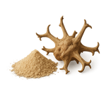 Harpagofito procumbens