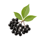 Sureau noir