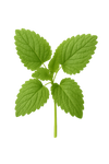 Lemon balm