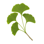 Ginkgo biloba