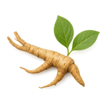 Rhodiola