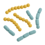 Lactobacillus acidophilus y reuteri
