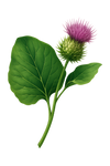 Burdock Root Extract