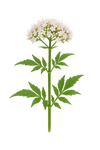 Valériane