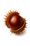 Castaño de Indias