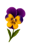 Wild Pansy Flower Extract