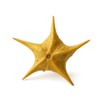 Tribulus