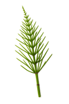 Prêle