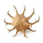 Harpagophytum