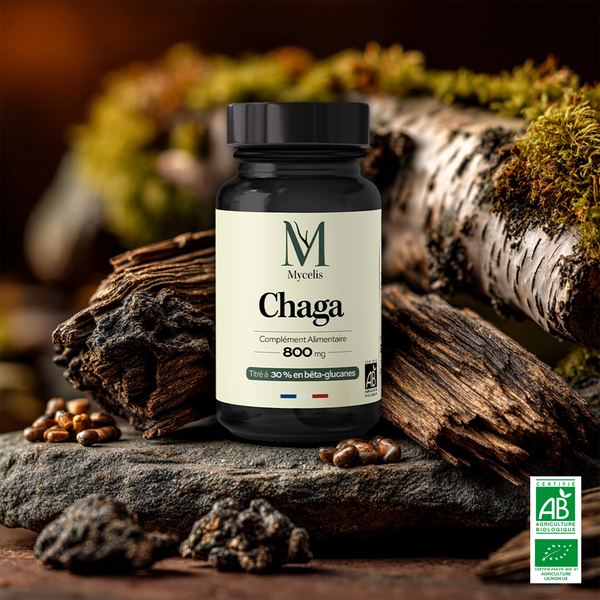 CHAGA - Champignon adaptogène Bio