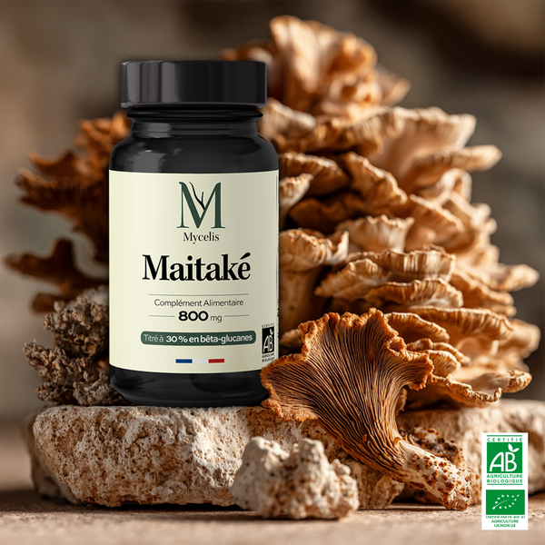 MAITAKÉ - Champignon adaptogène Bio