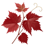 Vigne Rouge