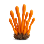 Cordycépine