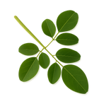 Moringa